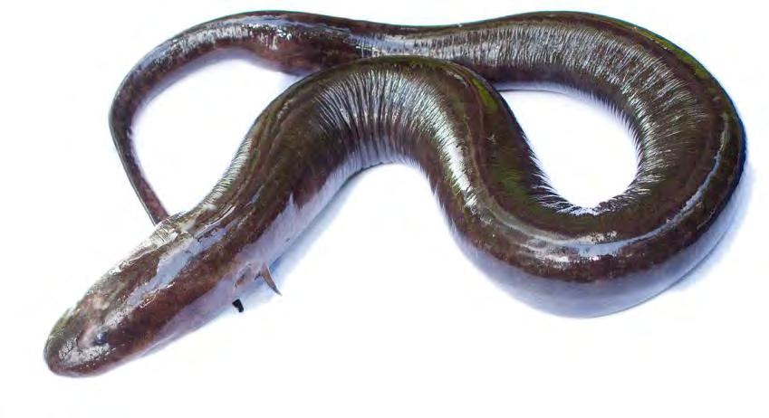 Amphibian Salamander Two-toed Amphiuma 117 Amphiuma means Salamander with a thick, dark brown body. It has two toes on each limb. Adult skin is smooth. They do not have external gills.