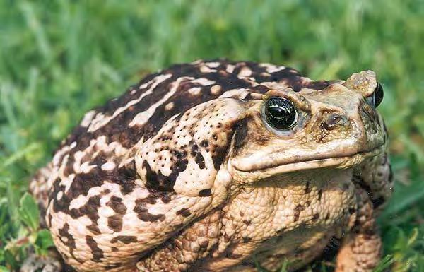 Reptile Exotic Cane Toad (Giant Toad) 118 Bufo marinus Cane toads are heavily built, have short legs and no webs between their toes. Adults have a rough warty skin.