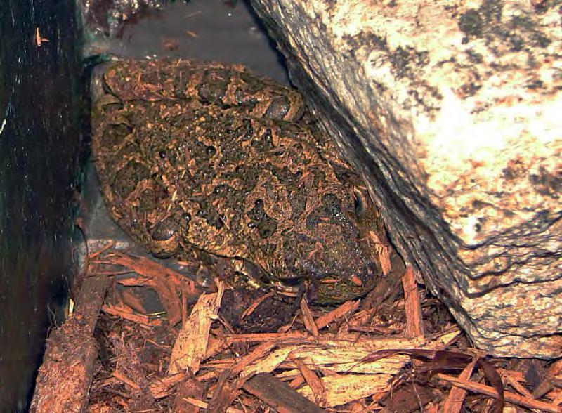119 Amphibian Exotic Invasive Cuban Tree Frog Osteopilus septentrionalis Dark green to pale gray color. They can change color to match the environment. They have sticky pads on their toes.