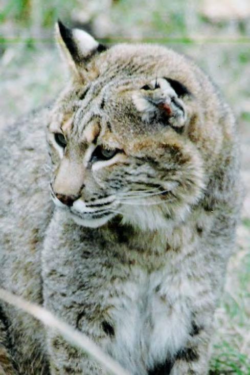 3 Mammal - Feline Bobcat Felis rufus They got their name from their short tail. They have retractable claws like housecats, triangular ears, and black spots on reddish, buff, or gray color.