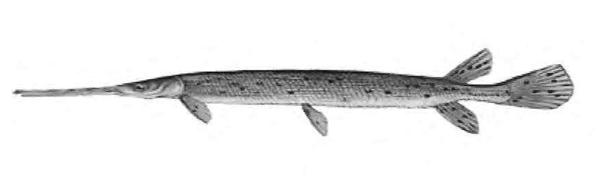 Fish Freshwater Florida Gar 120 Lepisosteus platyrhincus This fish has a wide, long snout. Scales look like bricks. Black spots all along body. The dorsal and anal fins are placed back on the body.