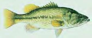 Fish Freshwater Large Mouth Bass 121 Micropterus salmoides floridanus Also known as Black Bass. Popular sporting fish. Named because the lower jaw sticks out so far. Green colored.