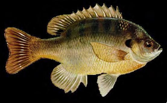 Fish Freshwater Bluegill 123 Lepomis macrochirus Freshwater fish. Also called Copper Nose, Perch, and Sunfish. Has a blue or black ear that is an extension of the gill.