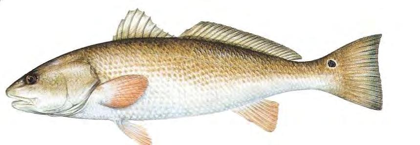 Fish Saltwater Red Drum (Red Fish) 125 Sciaenops ocellatus Most commonly called a red fish. Also called bar bass, reef bass, saltwater bass, sea bass, and channel bass.