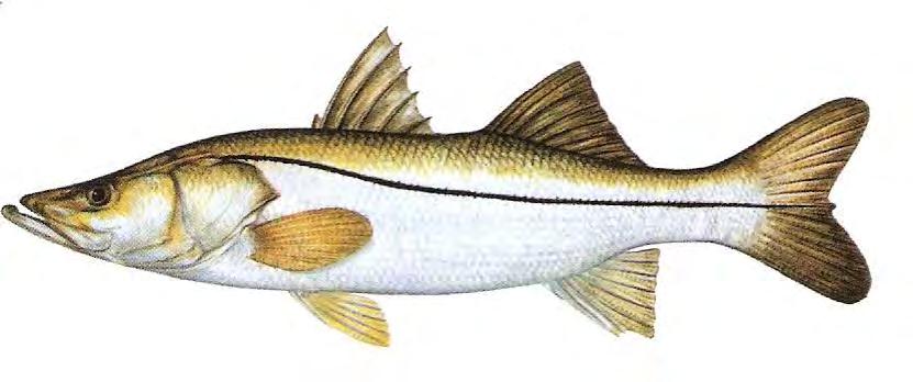 126 Fish - Saltwater Common Snook Centropomus undecimalis Has defined line across length of body, high dorsal fins, sloping forehead, large mouth, protruding lower jaw, fins are yellow.