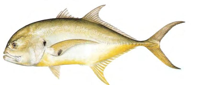 Fish - Saltwater Crevalle Jack 127 Caranx hippos Also called Cavalla, Horse Crevalle, Skipjack, and Toro. Light olive on back, gray on sides, yellow belly. Prominent black spot on gill cover.