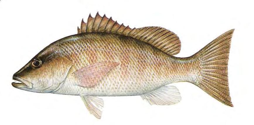 Fish - Saltwater Gray Snapper (Mangrove) 128 Lutjanus griseus Very large marine fish. Jaws have large canine teeth. Dark brown or gray, with red or orange spots in rows on sides.
