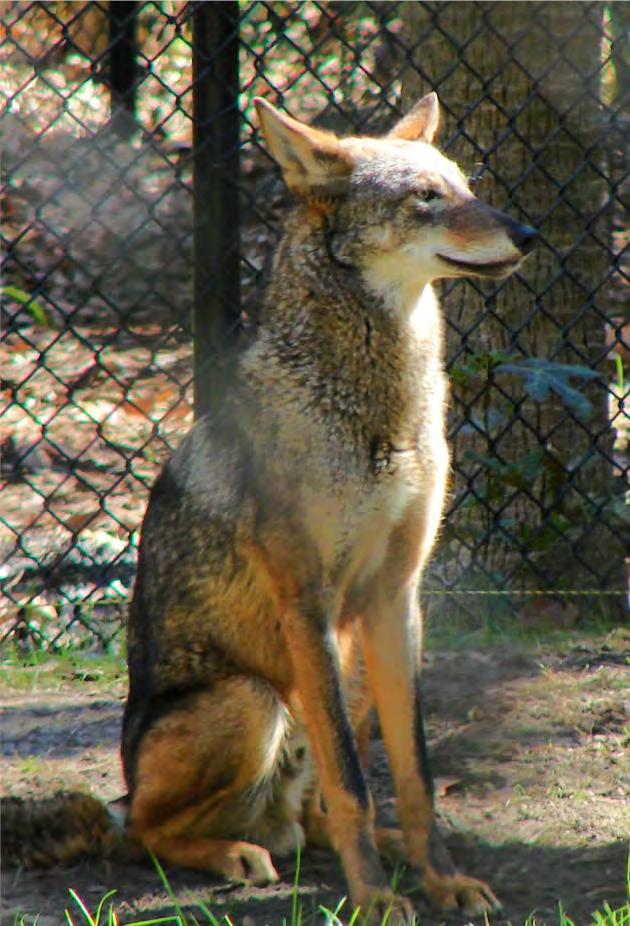 4 Mammal Canid Red Wolf Endangered Canis Rufus This wolf is smaller than a gray wolf, larger than the coyote, and their fur has a reddish color. They are related to the fox, coyote, and domestic dog.