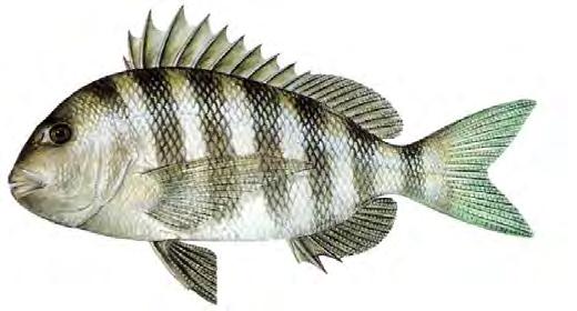 Fish Saltwater Sheepshead 130 Archosargus probatocephalus Silver in color, with 5 or 6 vertical bars on sides, prominent teeth, strong sharp spines around dorsal and anal fins.