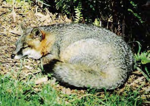 5 Mammal Canid Gray Fox Urocyon conereoargenteus Also called a tree fox. The only member of the Canid family to climb trees. Coarse, silver-gray fur on back, reddish on sides and underside.
