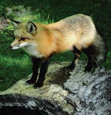 6 Mammal Canid Red Fox Vulpes vulpes Face long. Red-orange fur, black nose and paws, white-tipped tail. They also are silver and black color phases. Lower body parts black. Long legged.