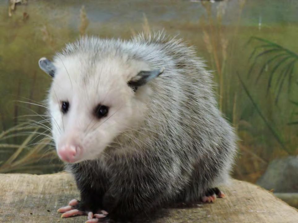 8 Mammal Mesopredator Virginia Opossum Didelphis virginiana Has a cone-shaped head, pink, pointed nose, naked black ears with white tips, prominent whiskers. Has a grasping, hairless tail.