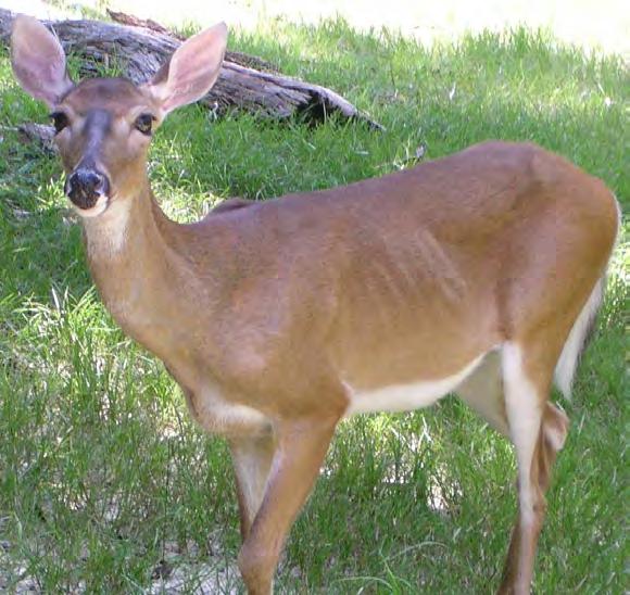 13 Mammal Deer Whitetail Deer Odocoileus virginianus Has white on the underside of tail. Excellent senses of smell and hearing. Habitat: Live in forests or fields. Are solitary, or live in herds of 6.