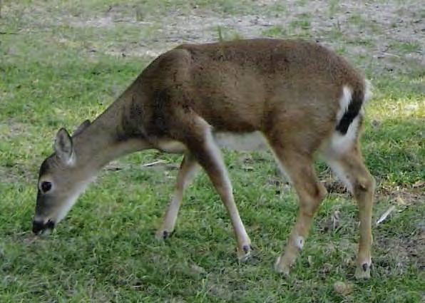 14 Mammal Deer Florida Key Deer Endangered Odocoileus virginianus clavium Also called toy deer. Smallest deer in North America. Subspecies of the Virginia white-tailed deer.