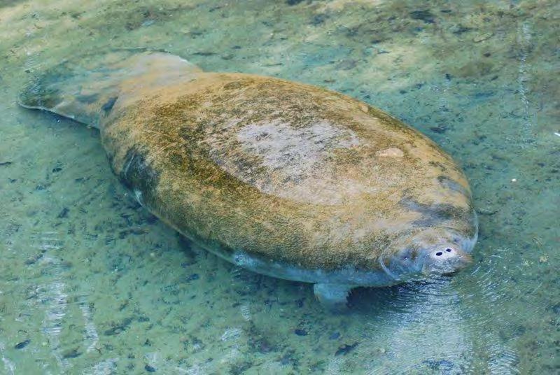 Mammal- Sirenia West Indian Manatee 15 Endangered Trichechus manatus Gray, with thick, wrinkled skin, stiff whiskers on the upper lip. 3 to 4 nails on each of the two front flippers.