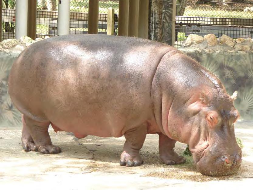 Mammal Exotic Hippopotamus 17 Hippopotamus amphibious Huge, Gray, bulky body, large head. Eyes are small, set high on the skull, nostrils can be closed. Each limb has four digits.