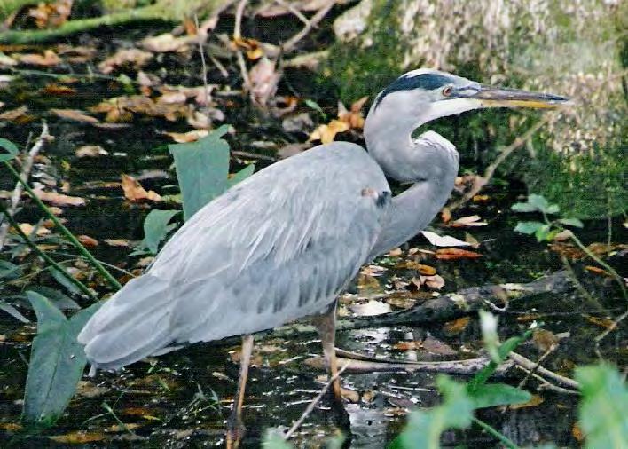 Bird Heron Great Blue Heron 22 Ardea Herodias Florida s largest and most widespread heron. Gray-blue; white head, black stripe extends above eye. Prominent, dagger-like bill, larger than egret.