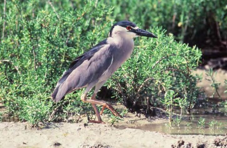Bird Heron Black-Crowned Night Heron 25 Nycticorax nycticorax These stocky birds are small, with light Gray wings and a long, pointed bill.