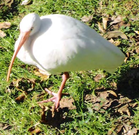 Bird Ibis White Ibis 31 Eudocimus albus Stout bodied wading bird. Long legs, long, pointy bill that curves downward, long, broad wings. Adults are pure white except for black wing tips.