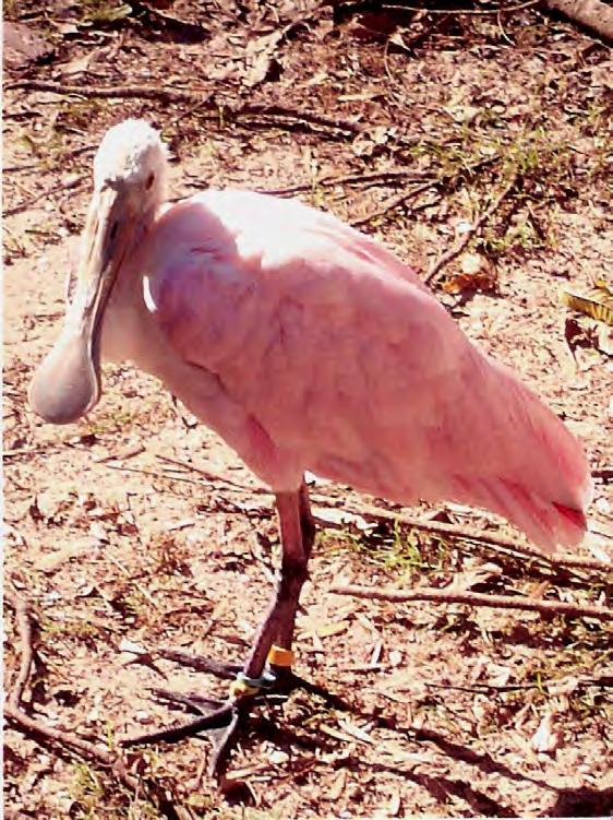 Bird Spoonbill Roseate Spoonbill 32 Ajaia ajaja Pink bird with white neck and back. Orange tail. Yellow legs and feet. Immature birds are entirely white. Yellowish bill. Medium to large wading bird.