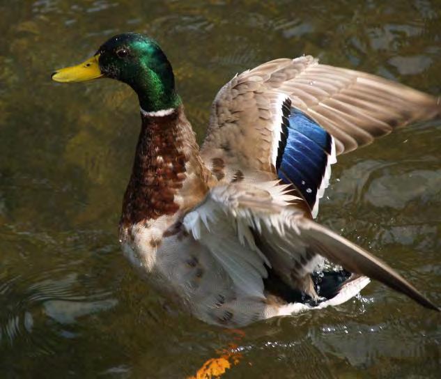 Bird Duck Mallard Duck 35 Exotic Anas platyrhynchos Most recognizable ducks in North America. Males have green heads, white neck bands, and rust-colored breasts. Females are brown.