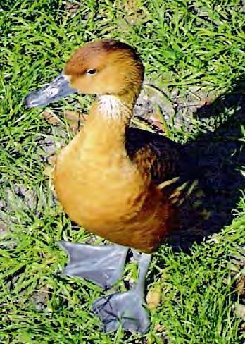 Bird - Whistling Duck - Fulvous Whistling Duck Dendrocygna bicolor 36 Related to geese more than ducks. Long legs and necks. Sexes similar. Head, chest, and body are rich, tawny brown.