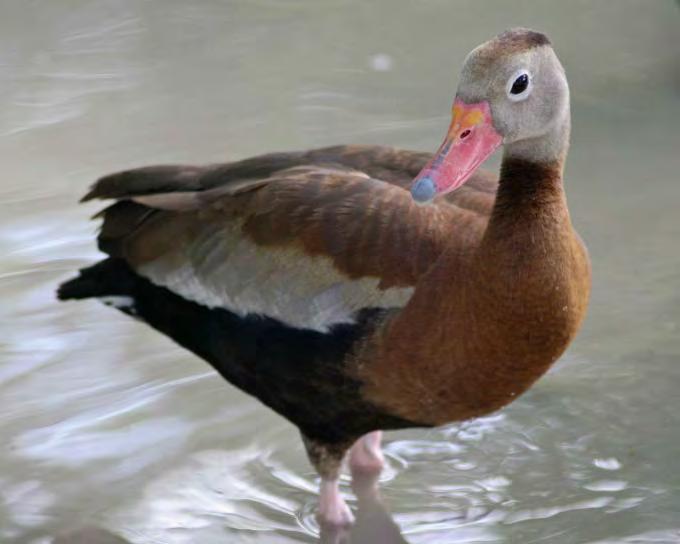 Bird Whistling Duck Black-Bellied Whistling Duck 37 Dendrocygna autumnalis Pink bill, white and black on wings, brown neck and chest. Long neck and legs, short tail.