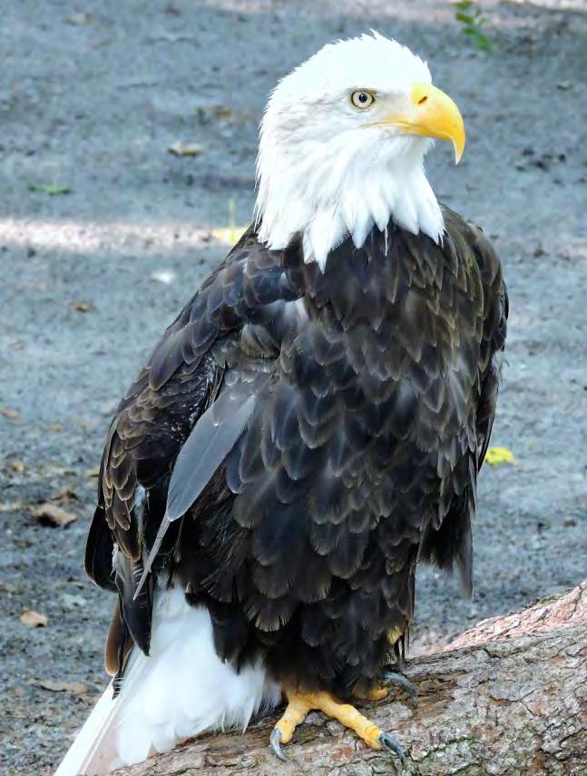 Bird Eagle Bald Eagle 56 Haliaeetus leucocephalus White head and tail, dark brown body, yellow eyes, beak, and legs. National symbol of the United States since 1782.