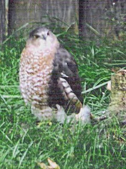 Bird Hawk Cooper s Hawk 59 Accipiter cooperii Medium size bird. Short, rounded wings, long legs, Gray or brown on back, streaked underneath, large, long round tip on tail.