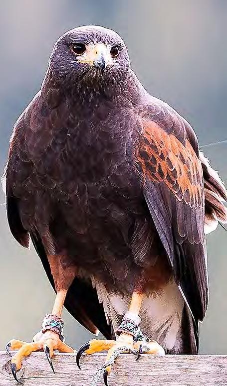 Bird Hawk Harris s Hawk 63 Parabuteo unicinctus Dark hawk with dark brown, light brown, and white feathers. Wings are light brown with black tips, Body is dark brown. Tail is white and black.