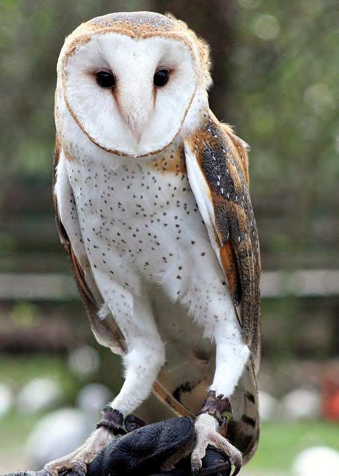 Bird Owl Barn Owl 66 Tyto alba Dark eyes in a heart-shaped face, long legs, light color. The breast and face are white to cinnamon. It does not hoot but has a shrill call.