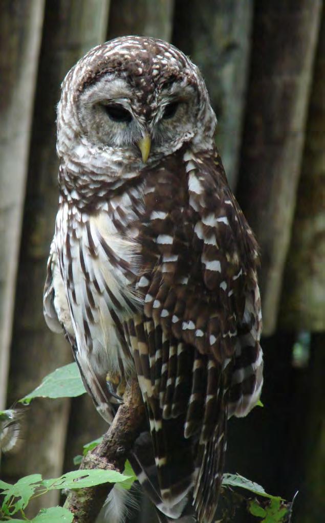 Bird Owl Barred Owl 67 Strix varia A chunky owl with dark eyes, barring (bands of color) on upper breast, dark streaking below.. Large, round head.
