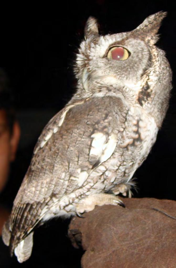 Bird Owl Eastern Screech Owl 68 Otus asio Small owl. Yellow eyes, ear tufts. Male is smaller than female. Brown body. Come in two color phases: brown and Gray.