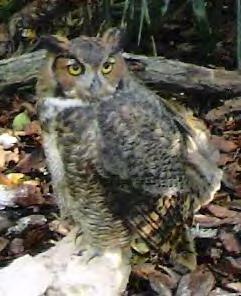 Bird Owl Great Horned Owl 69 Bubo virginianus Brown, white, gray and black markings that look like tree bark. Markings help camouflage. Large yellow eyes with black pupils. Can turn head 270 degrees.