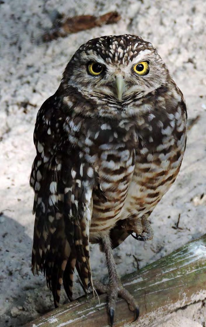 Bird - Owl Burrowing Owl 70 Athene cunicularia They are small birds who nest in holes. Sometimes use the homes of tortoises, skunks, or armadillos.
