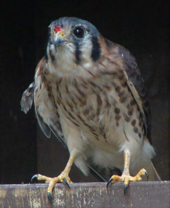 Bird Hawk American kestrel 71 Falcon spareribs Also called a sparrow hawk, or a killy hawk, the American Kestrel is the smallest falcon. It has black streaks in front of and behind its eyes.