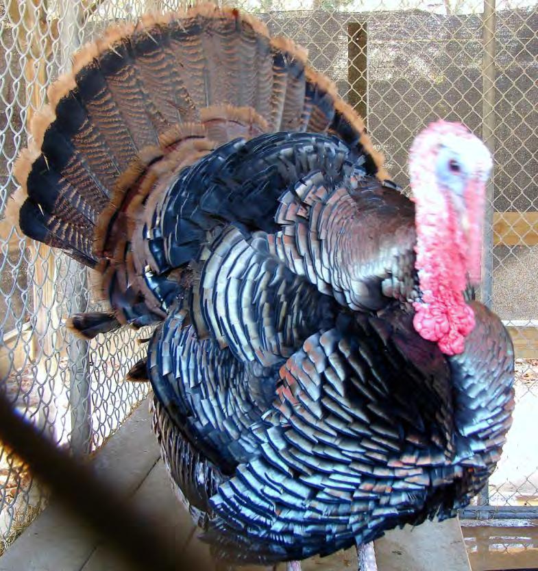 Bird Gamebird Osceola Turkey 73 Meleagris gallopavo osceola This subspecies of turkey is only found in Florida. It is named after the famous Indian Chief Osceola.