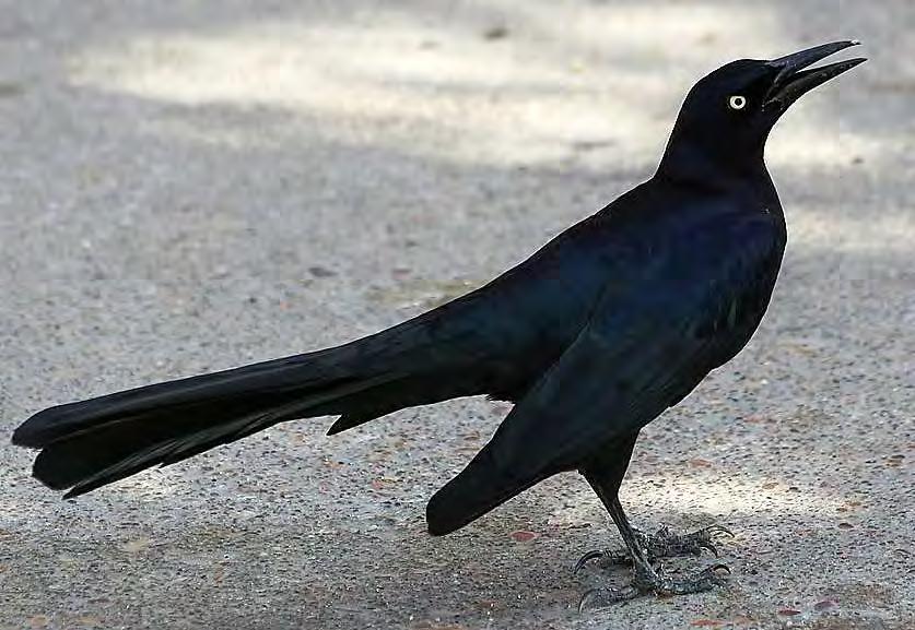 Bird Songbird Boat-Tailed Grackle 75 Quiscalus major Male has a bluish-black iridescent color, with a long, full tail. Has purple gloss on head, back, rump, and tail. The female is pale brown.