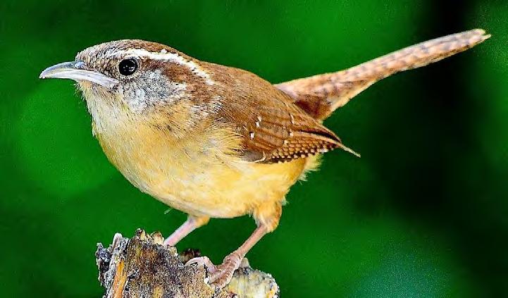 Bird Songbird Carolina Wren 76 Thryothorus ludovicianus Mostly brown, with white line above eye, below beak. Habitat: lives in forests, farms, swamps. Size: About the size of a tea cup.