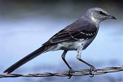 Bird Songbird Northern Mockingbird 78 Mimus polyglottos Small heads, long, thin bill, short wings, tail is wide. Graybrown color. Habitat: In open lands, in towns, forests, parks.