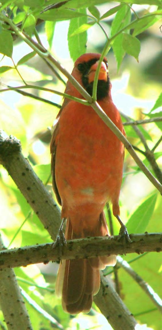 Bird Songbird Northern Cardinal 79 Cardinalis cardinalis Male has bright red body. Females are brown and red. Tuft of feathers on top. Orange beak. Black mask around eyes and beak.