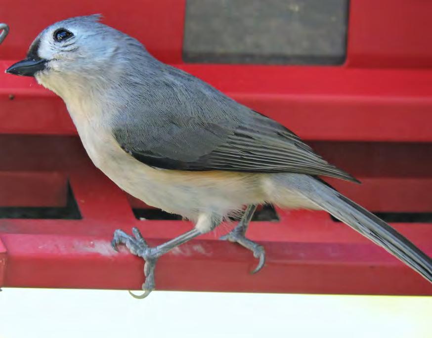 Bird Songbird Tufted Titmouse 80 Baeolophus bicolor Small gray bird with pointed tuft of feathers on top. Large eyes, short, pointy beak. Black feathers around beak. Silver on top.