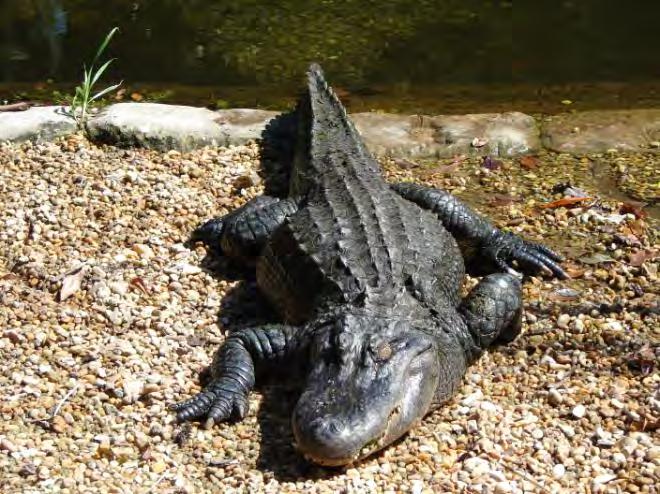 82 Reptile Crocodilian American Alligator Alligator mississippiensis Broad snout, dark colored. Elongated, armored, lizardlike body. Muscular, flat tail. Have 4 short legs.