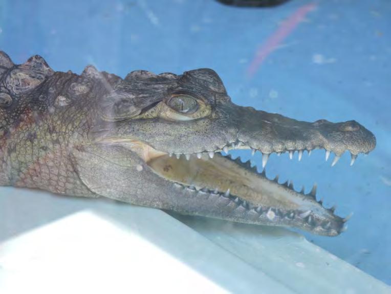 Reptile Crocodilian American Crocodile 83 Status: State Endangered, Federal - Threatened Crocodylus acutus Elongated, armored, lizard-like body, muscular flat tail.