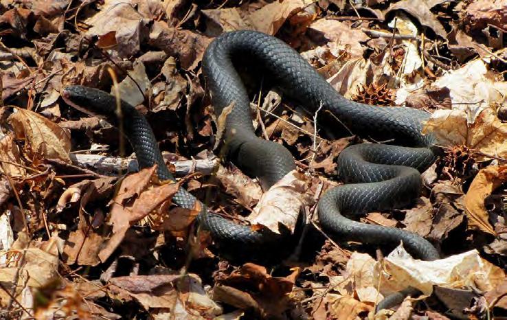 Reptile - Nonvenomous Snake Racer Black Racer 84 Coluber constrictor Black on top, gray or black on the bottom. Similar to black rat and indigo snake.