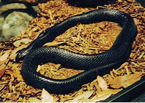 Reptile Nonvenemous Snake- Racer - Eastern Indigo Snake 85 Status: Threatened Fully Protected by both state and federal law Drymarchon corais couperi Also called Blue Bill snake, Blue Gopher Snake,