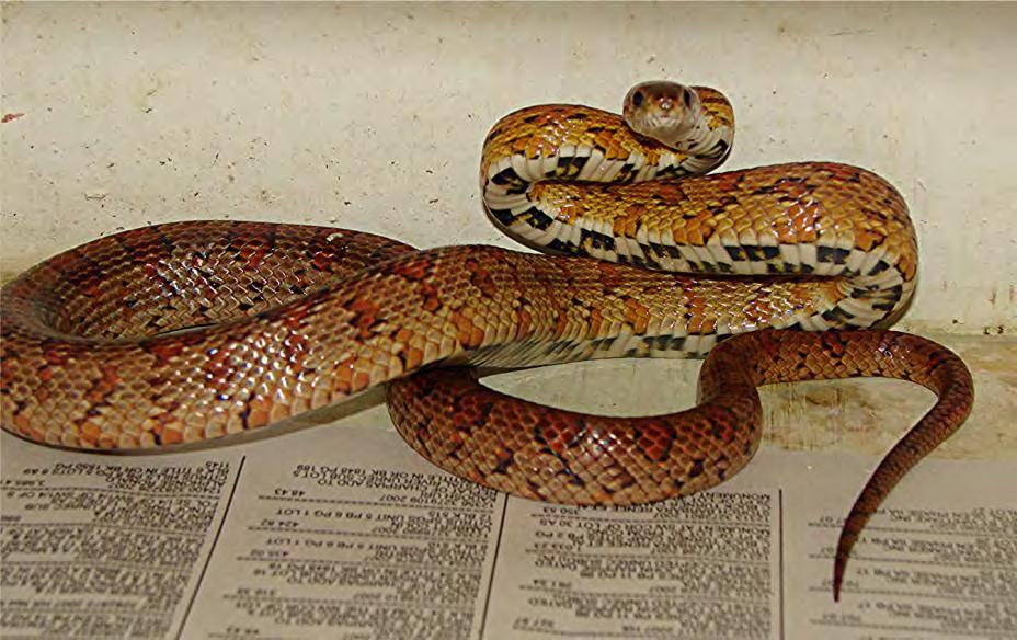 Reptile- Nonvenomous Snake Rat Snake Eastern Corn Snake (Red Rat Snake) 86 Pantherophis guttatus Orange and Brown with black borders around the design on their body.