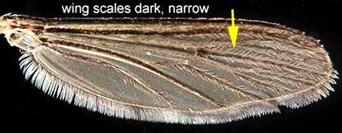 proboscis, can be used to distinguish Aedes taeniorhynchus from similar species (Darsie and Morris 2003). Figure 8. Aedes taeniorhynchus adult wing.