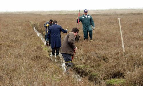 (larvae-eating) fish (Meredith and Lesser 2007, Rey and Connelly 2001). Figure 15. Mosquito control professionals digging a drainage ditch for mosquito source reduction.