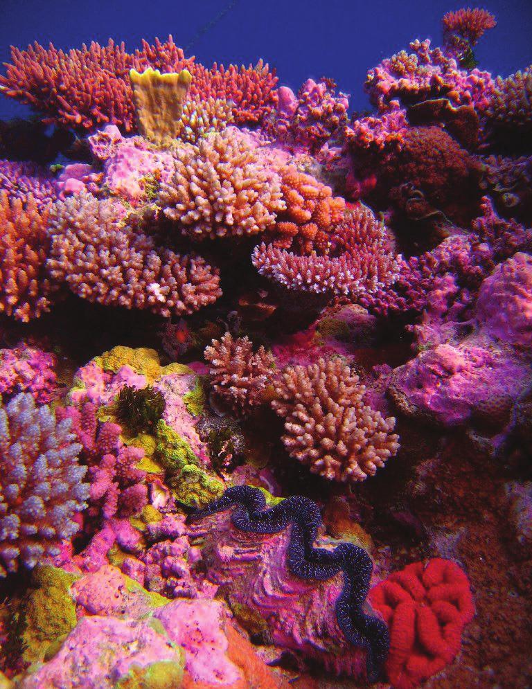 Coral Reefs Coral reefs are built by animals called corals that have a special type of colorful algae (AL-jee) that lives inside them.